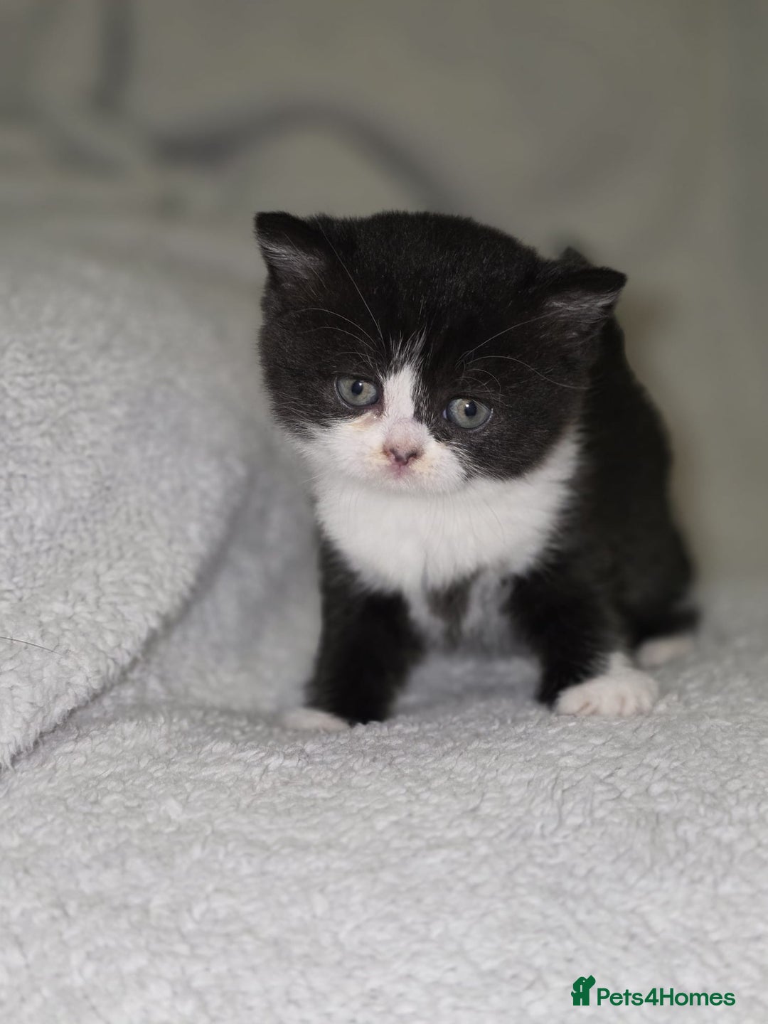 British Shorthair cats for sale: Beautiful British shorthair kittens - Image 2