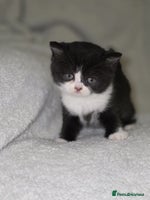 British Shorthair cats - Advert 10