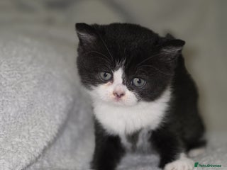 British Shorthair cats - Advert 11