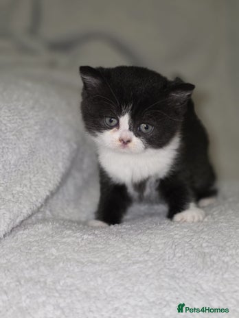 British Shorthair cats - Advert 16