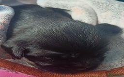 Shih Tzu dogs for sale: Beautiful trio colours Shihtzu puppies 1 left ❤️ - Image 20