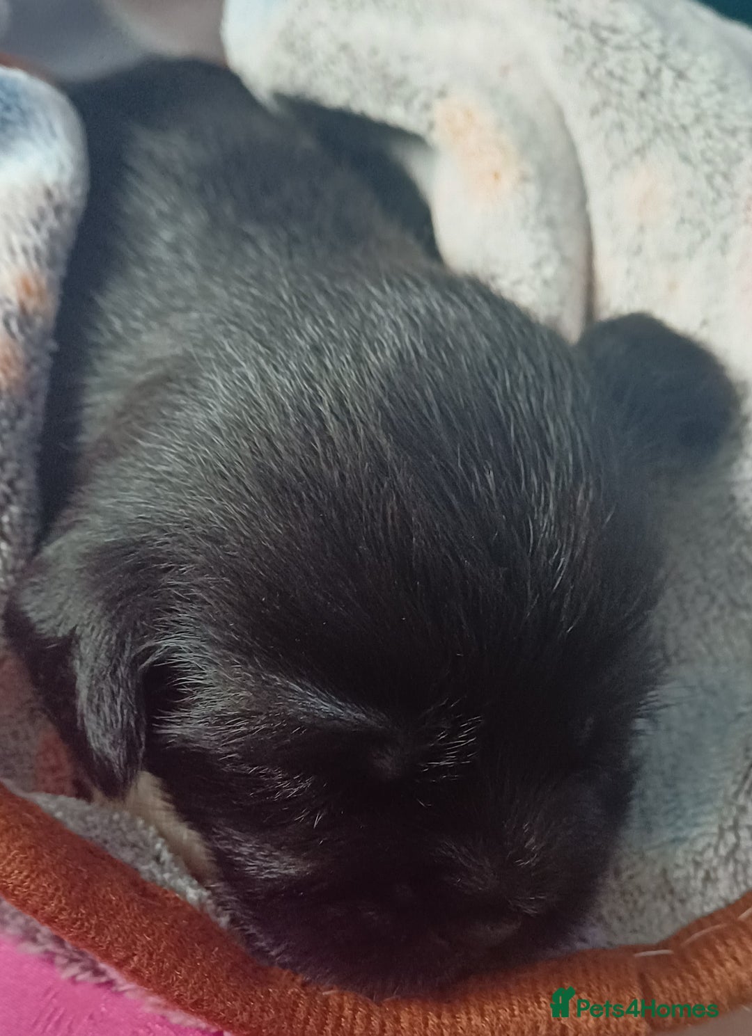 Shih Tzu dogs for sale: Beautiful trio colours Shihtzu puppies 1 left ❤️ - Image 20