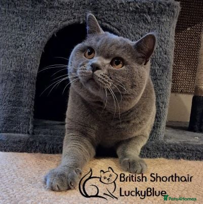 British Shorthair cats CHUNKY, GORGEOUS BSH STUD  - Advert 14