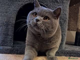 British Shorthair cats CHUNKY, GORGEOUS BSH STUD - Advert 1