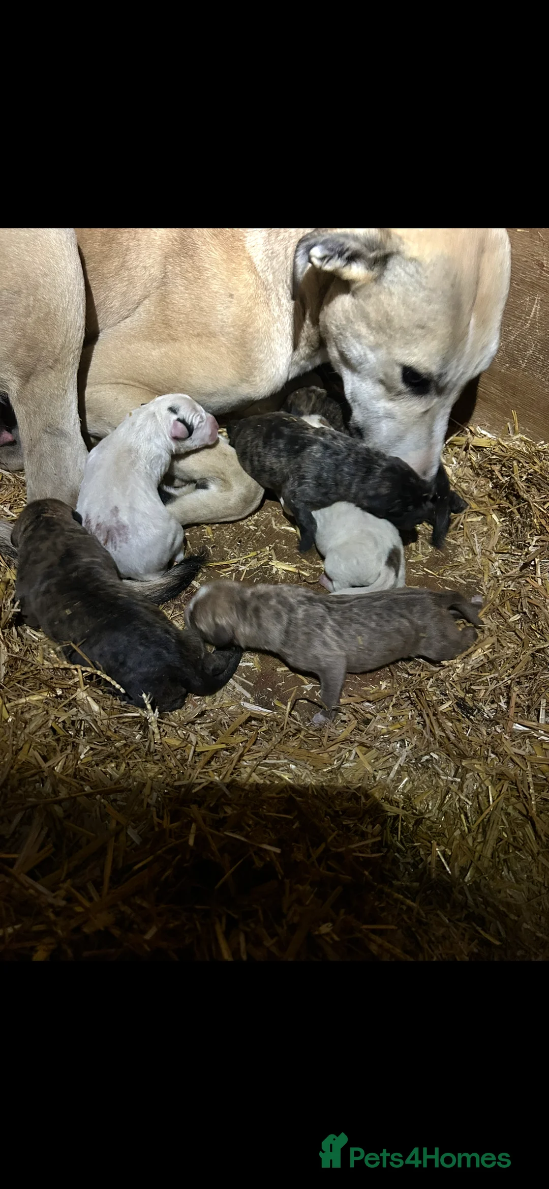 Lurcher dogs for sale: Lurcher Puppys  in Evesham - Advert 2