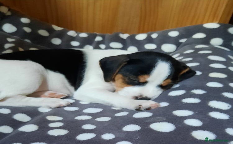 Jack Russell dogs - Advert 5