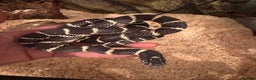 King Snake reptiles for sale: Florical Kingsnake Hybrid - Advert 1
