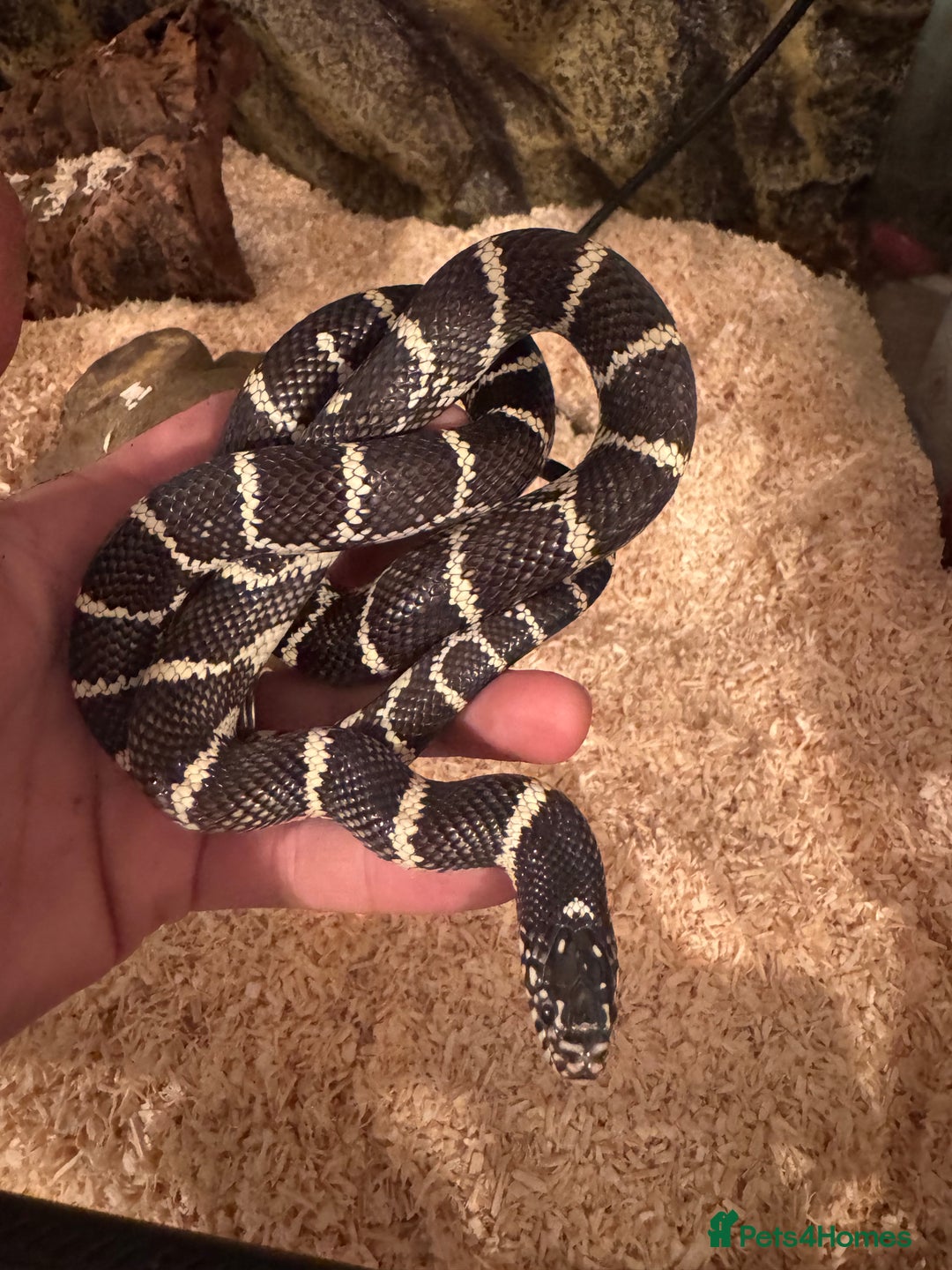 King Snake reptiles for sale: Florical Kingsnake Hybrid - Advert 1