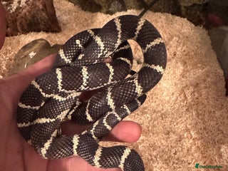 King Snake reptiles Florical Kingsnake Hybrid - Advert 3