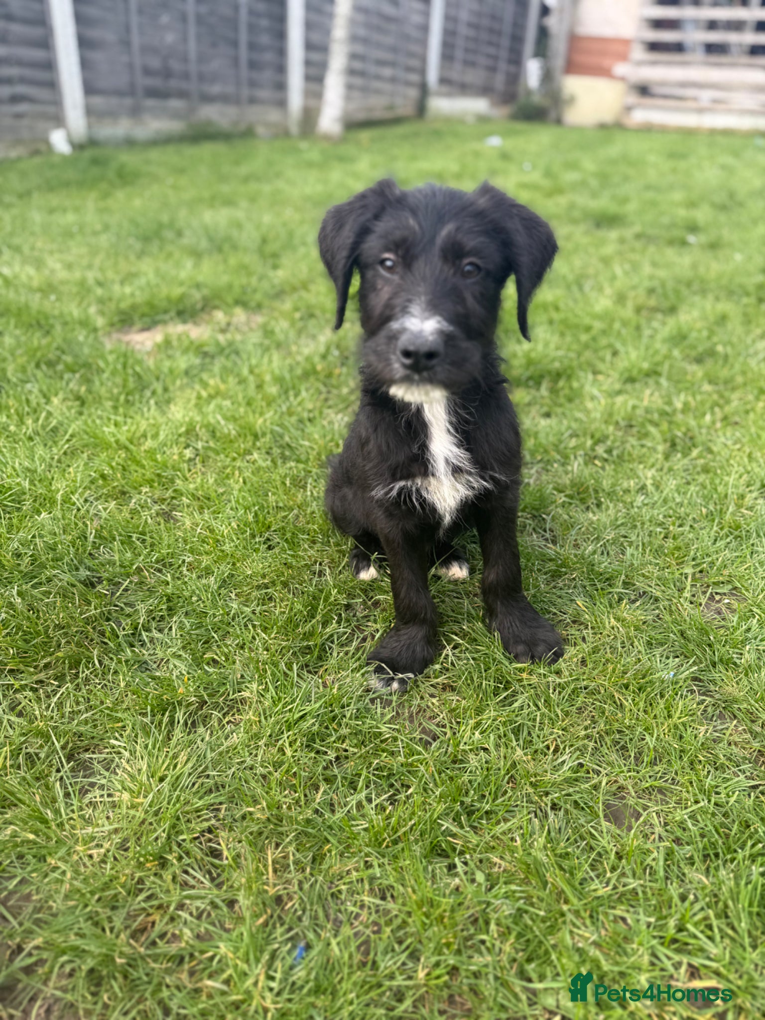 Mixed Breed dogs 2 lovely males looking for a forever home 🏠 💞 - Advert 1