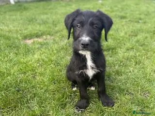 Mixed Breed dogs 2 lovely males looking for a forever home 🏠 💞 - Advert 2