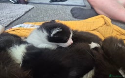Mixed Breed cats for sale: 4 black and white kittens - Image 9
