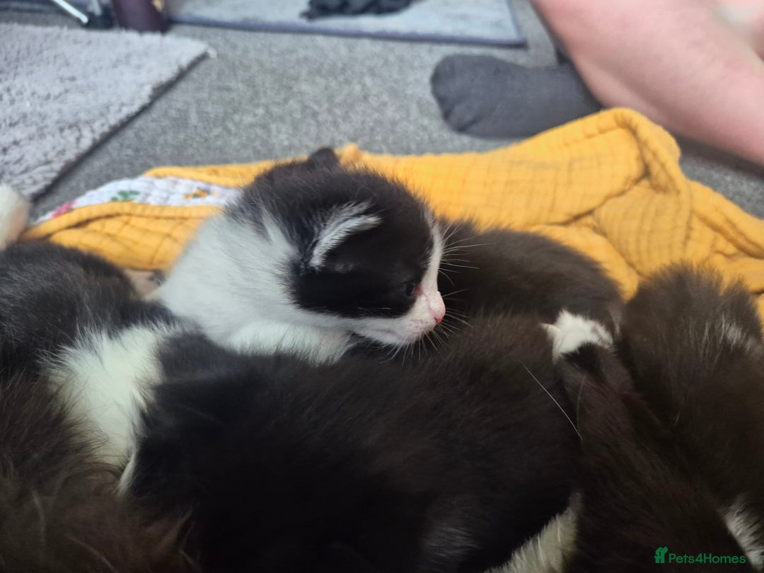Mixed Breed cats for sale: 4 black and white kittens - Image 9