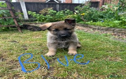 German Shepherd dogs for sale: 6 Beautiful, Healthy German Shepherd puppies in Mansfield - Image 2