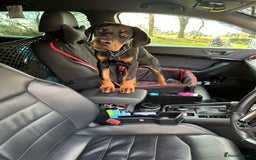 Dobermann dogs for sale: Pregnancy Confirmed - European Doberman Puppies - Image 11