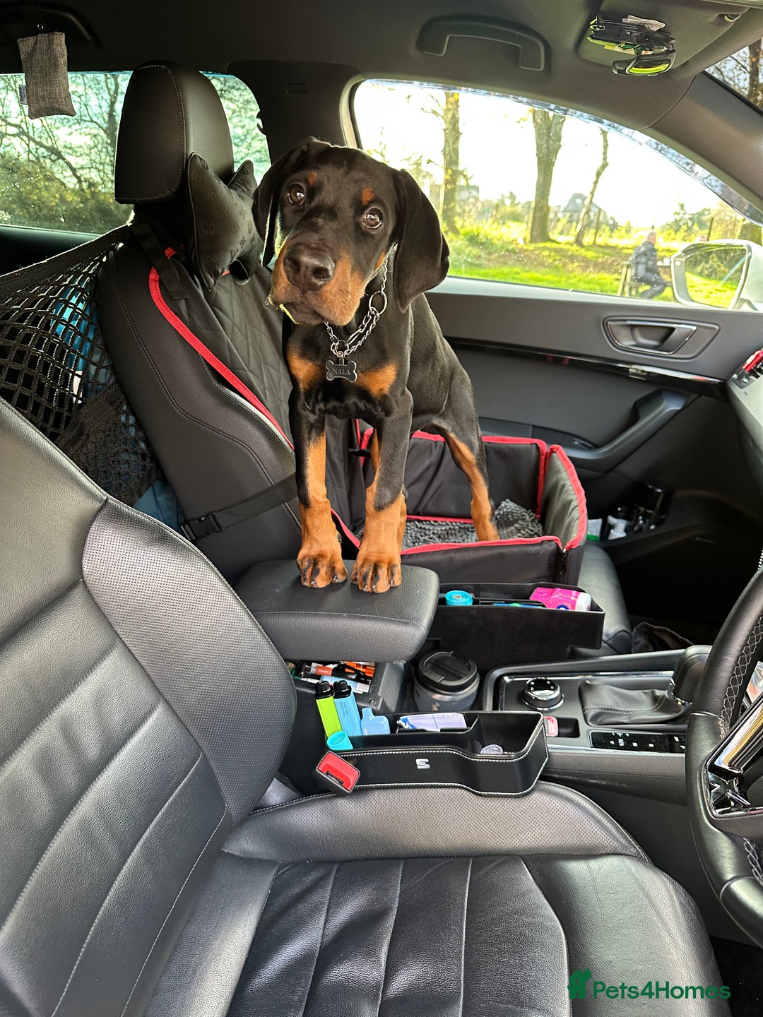 Dobermann dogs for sale: Pregnancy Confirmed - European Doberman Puppies - Image 11