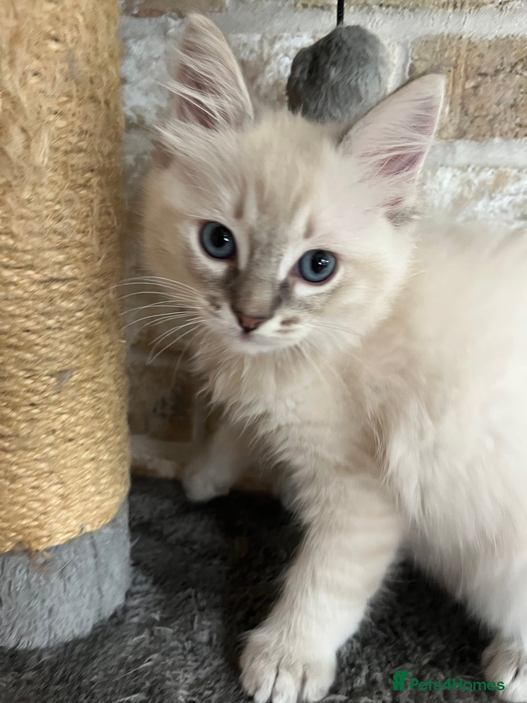 Ragdoll cats for sale: One female Ragdoll left  in Cambridge - Image 2