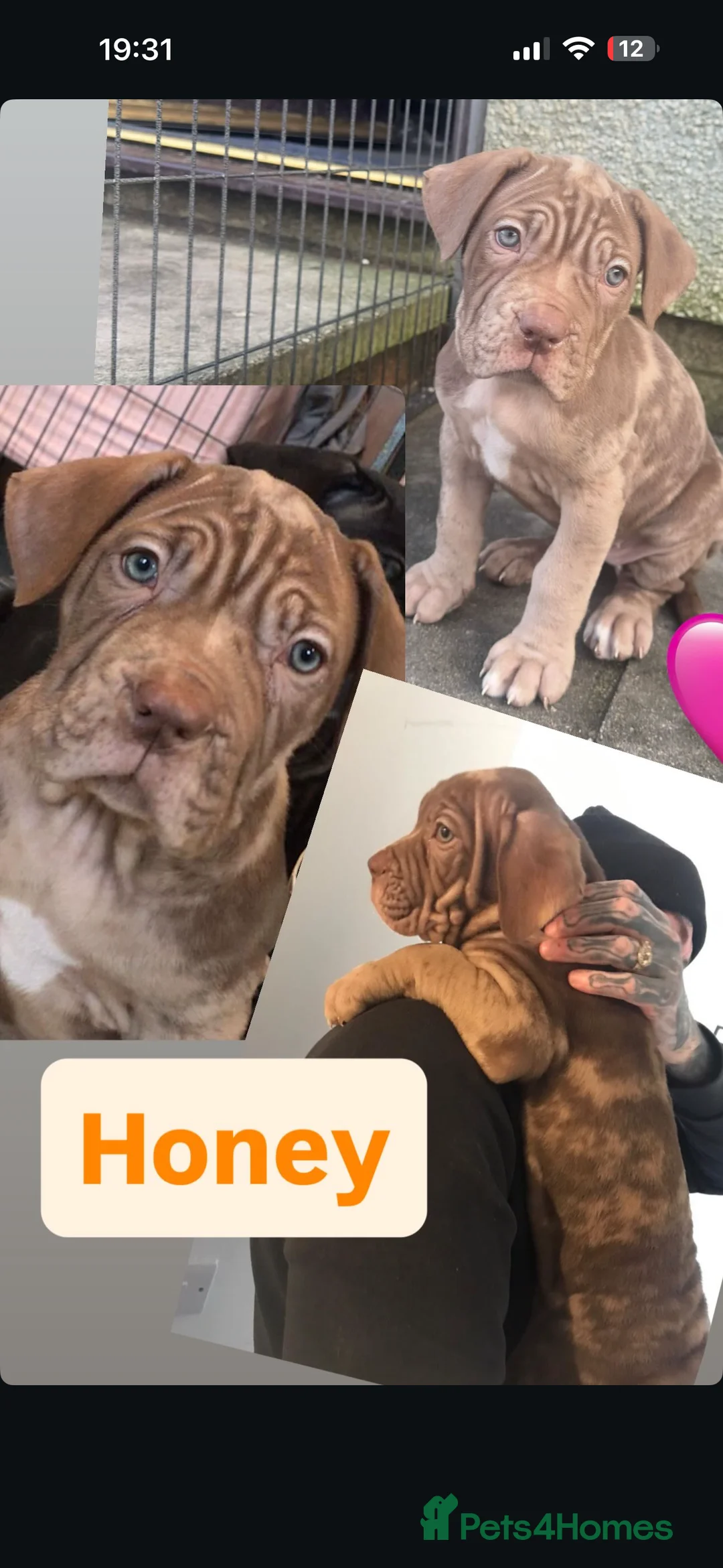 Mixed Breed dogs for sale: Presa X Neo puppies R2G! last available female  - Advert 25