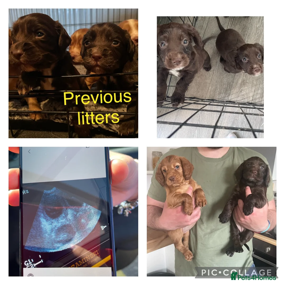 Cocker Spaniel dogs for sale: WAITING LIST DNA CLEAR COCKER PUPS DUE 14/07/26 in Buckingham - Advert 2