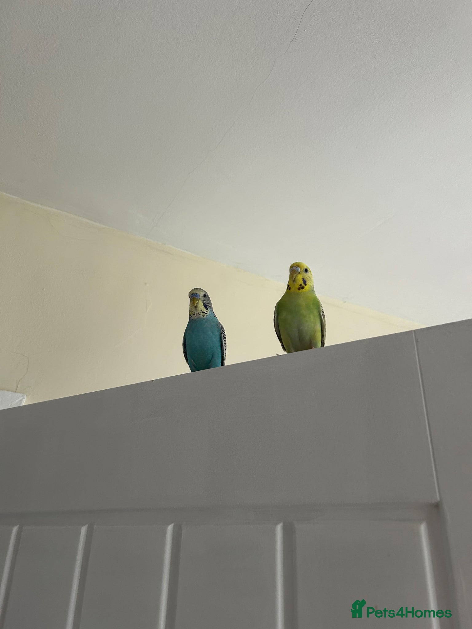 Budgerigars birds Super friendly, hand-tamed, mixed pair of Budgies - Advert 2