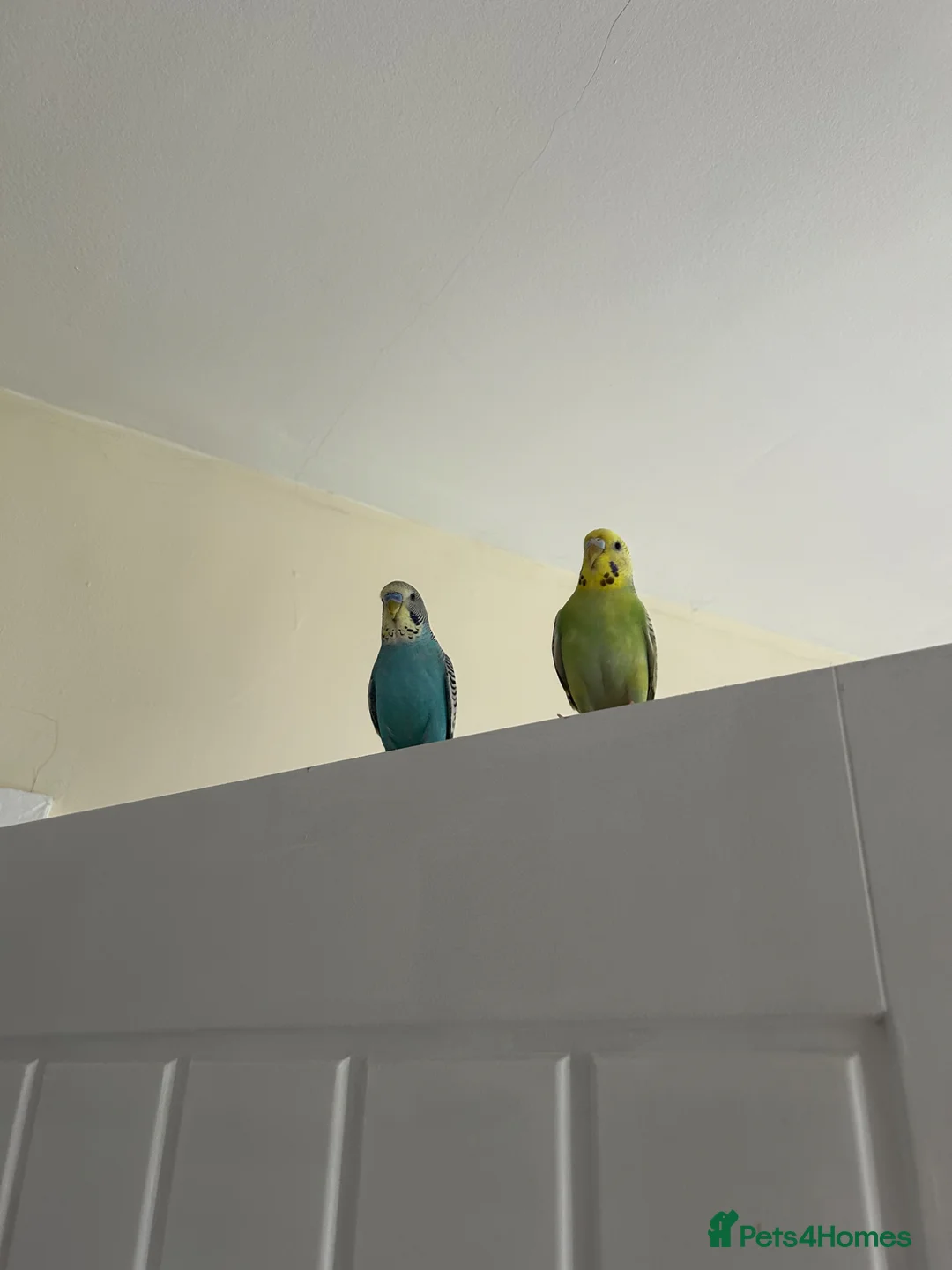 Budgerigars birds for sale: Super friendly, hand-tamed, mixed pair of Budgies in Newport - Advert 1