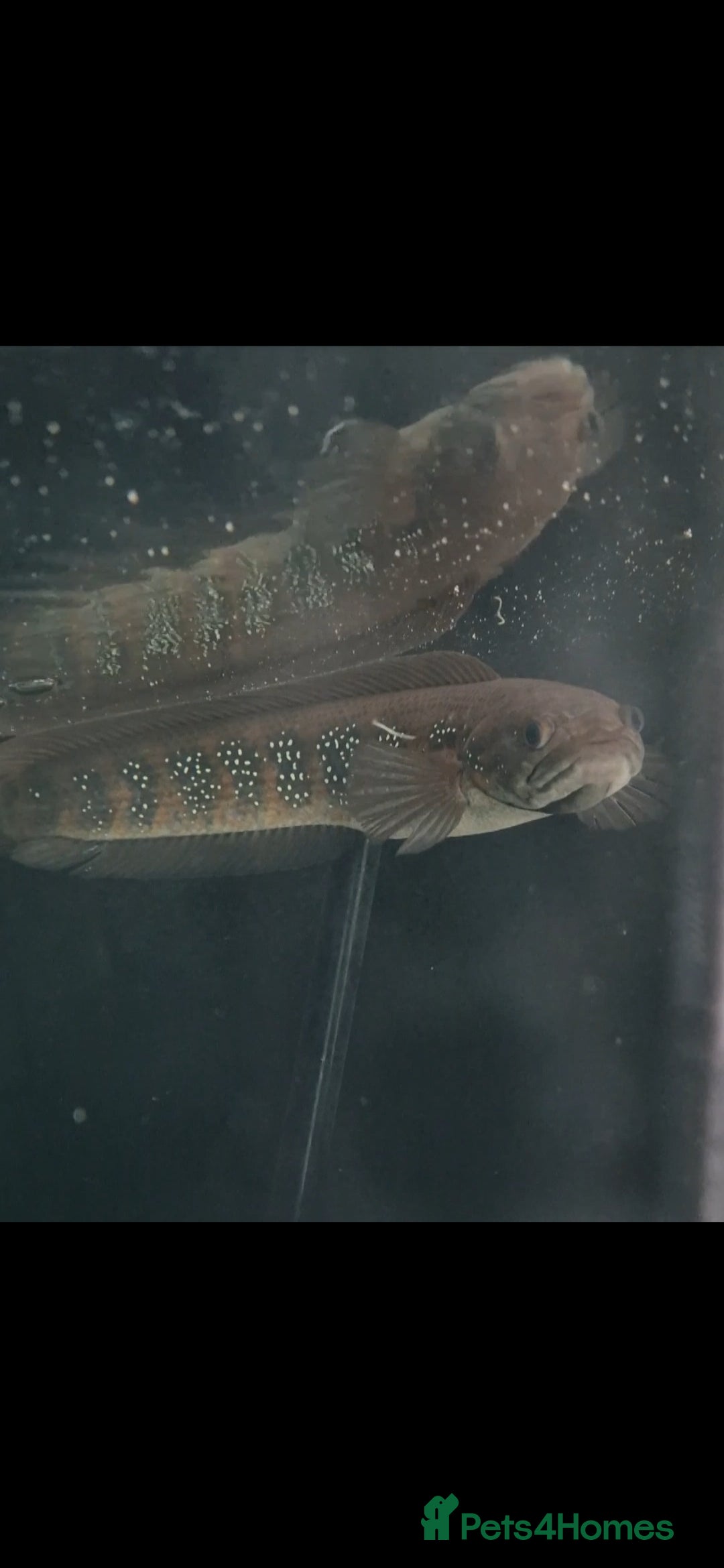 Other/Mixed Breed fish for sale: Albino arowana, redtail catfish, oscars, and more - Image 4