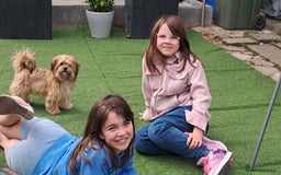 Shorkie dogs for sale: Beautiful Pixie needs forever home - Image 9