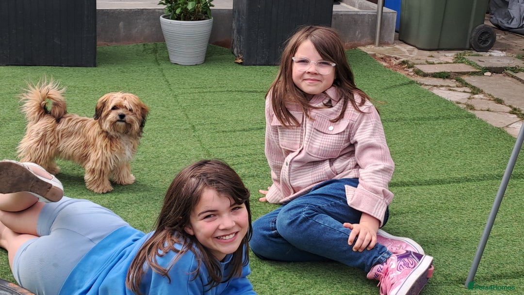 Shorkie dogs for sale: Beautiful Pixie needs forever home - Image 9