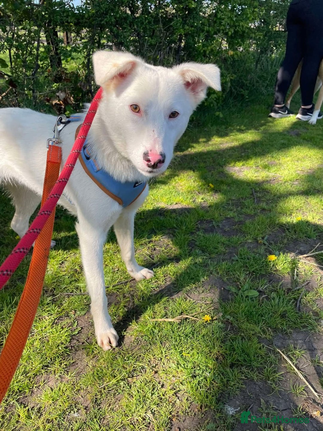 Mixed Breed dogs for adoption: Meet Goose, currently residing in Cheshire  - Image 5