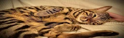 Mixed Breed cats for sale: 🐾 Beautiful Baby Kittens - Ragdoll x Bengal 🐾 - Advert 38