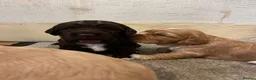 Cocker Spaniel dogs for sale: 6 Beautiful Cocker Spaniel Pups in Scarborough - Advert 10
