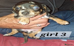 Dachshund dogs for sale: 7 beautiful dachshunds puppys - Image 11