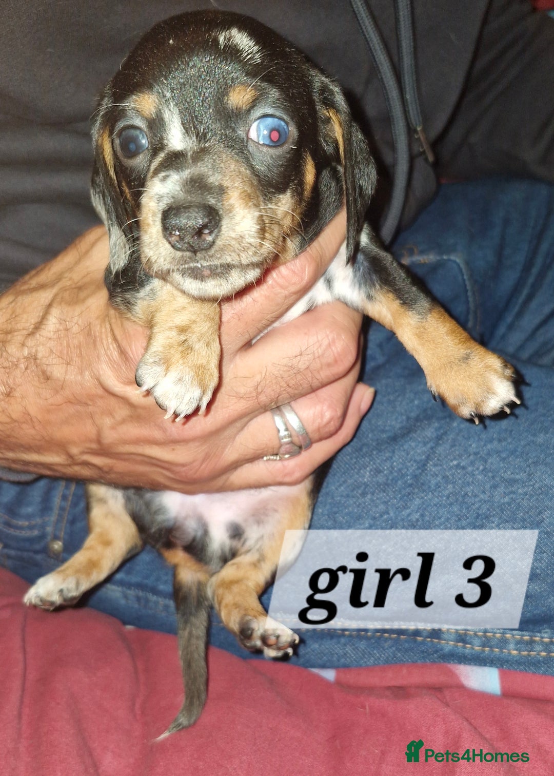 Dachshund dogs for sale: 7 beautiful dachshunds puppys - Image 11