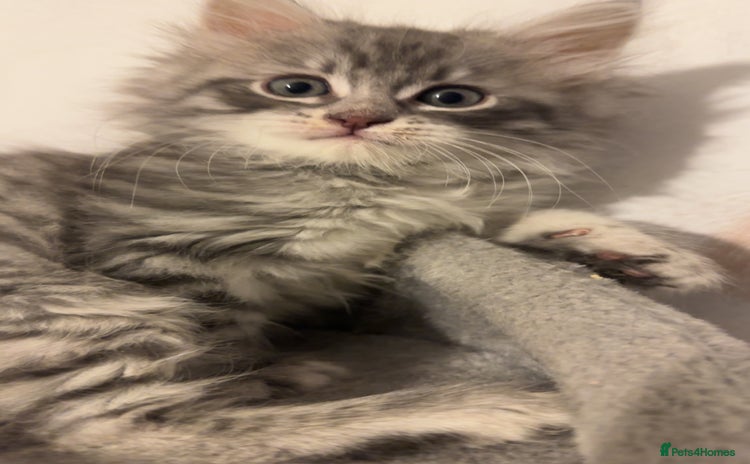 Mixed Breed cats - Advert 5