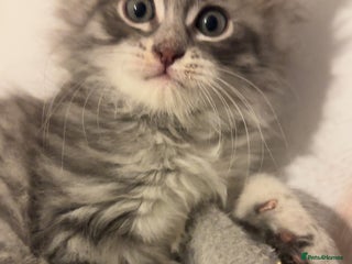 Mixed Breed cats - Advert 14