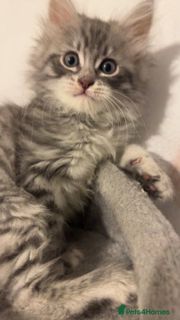 Mixed Breed cats - Advert 16