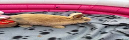 Mini Lop rabbits for sale: 🐰 Beautiful Mini Lop Baby Bunnies –Ready to go 🐰 - Advert 5
