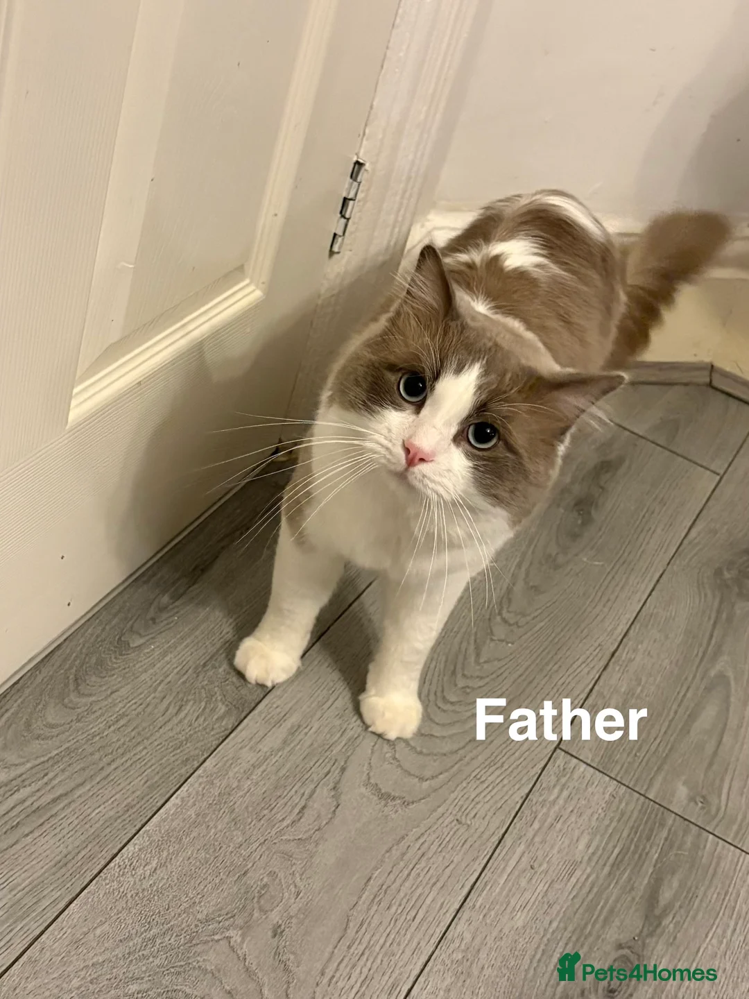 Ragdoll cats for sale: White Female Ragdoll for sale - Advert 16