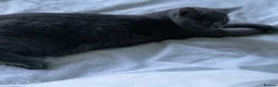 Russian Blue cats for sale: Rehoming russian blue female - Advert 5
