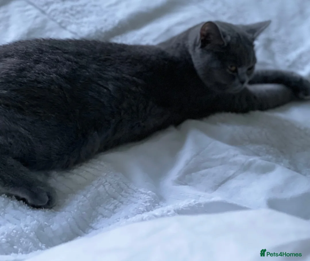 Russian Blue cats for sale: Rehoming russian blue female - Advert 5