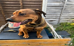 Mixed Breed dogs for sale: STAFFWEILERS LAST 2 GIRLS e Cream and d CARRIERS - Image 2