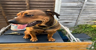 Mixed Breed dogs - Advert 2