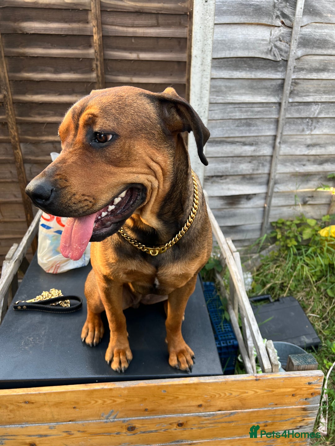 Mixed Breed dogs for sale: STAFFWEILERS LAST 2 GIRLS e Cream and d CARRIERS - Image 2