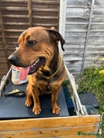 Mixed Breed dogs - Advert 6