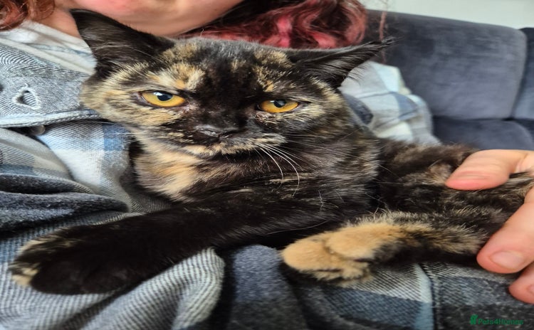 Selkirk Rex cats - Advert 10