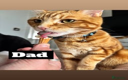 Domestic Shorthair cats for sale: Domestic shorthair kittens - Image 3