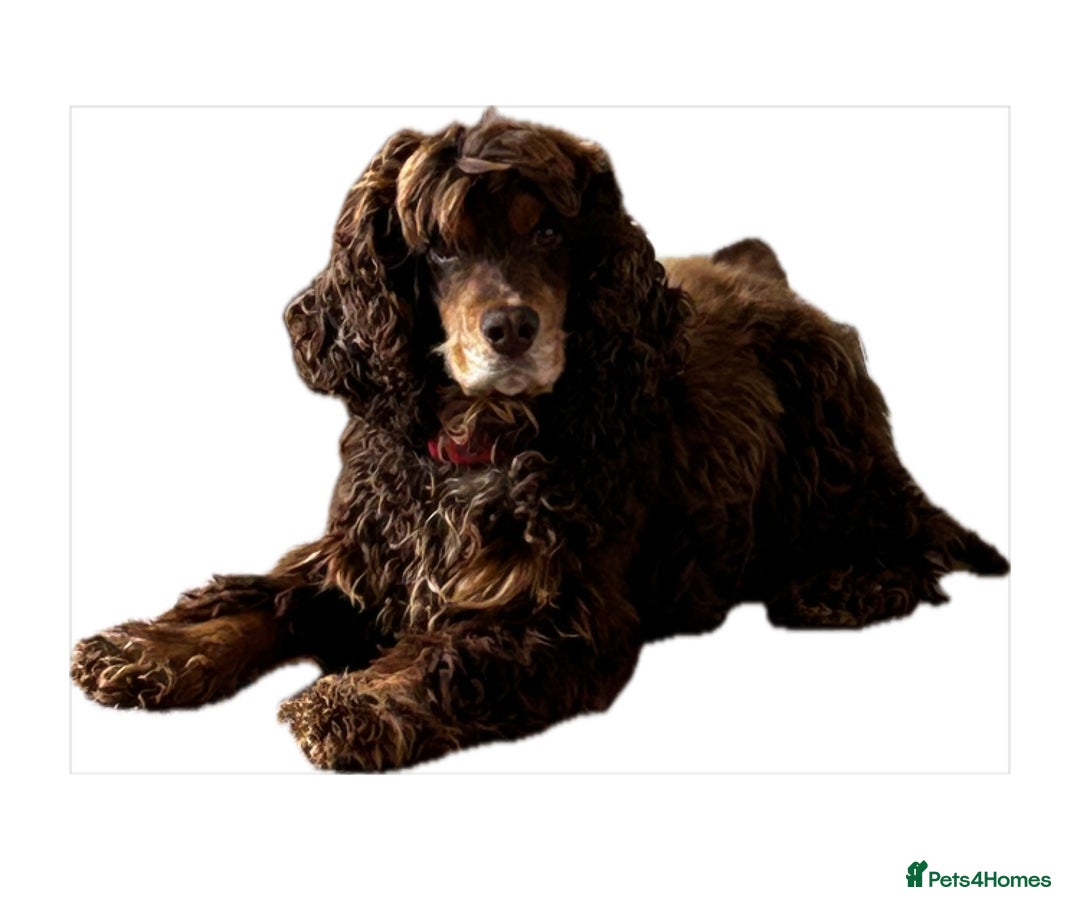 Cocker Spaniel dogs for sale: Kc Reg Pure bred show (Health Tested) - Image 14