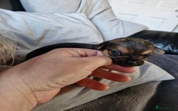 Chorkie dogs for sale: 3 quarter chihuahua 1 quarter yorkie - Image 7