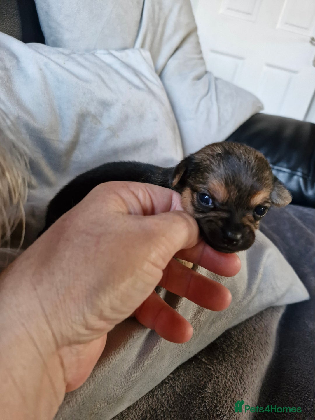 Chorkie dogs for sale: 3 quarter chihuahua 1 quarter yorkie - Image 7
