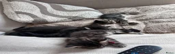 Mixed Breed cats for sale: Mixed breed kittens (Tabby) - Advert 7